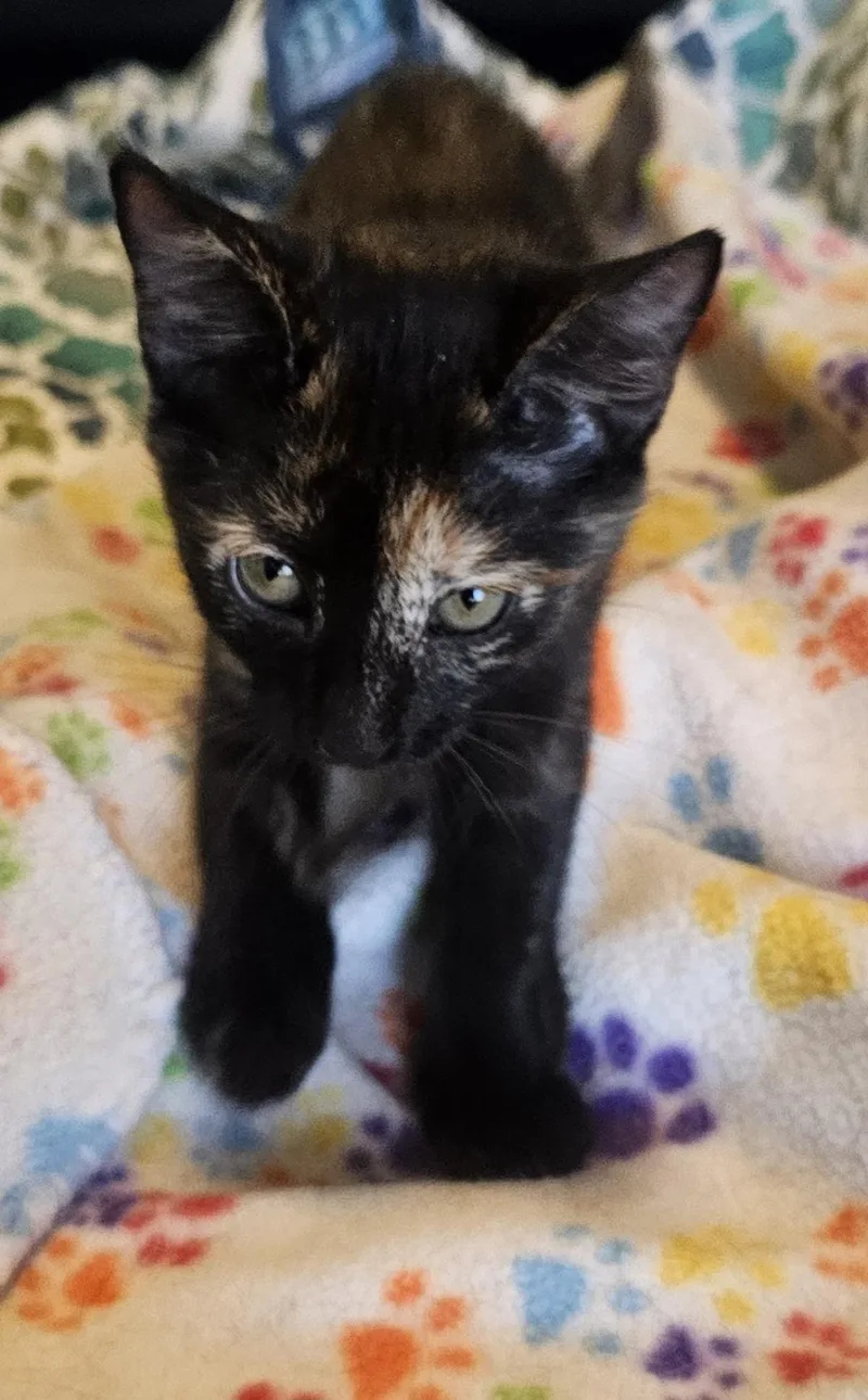 A baby small-sized female Tortoiseshell cat named Kia Vroom Vroom for adoption in Chandler, AZ