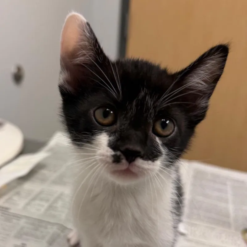 A baby small-sized female Black Domestic Short Hair cat named Chesica for adoption in Jacksonville, FL