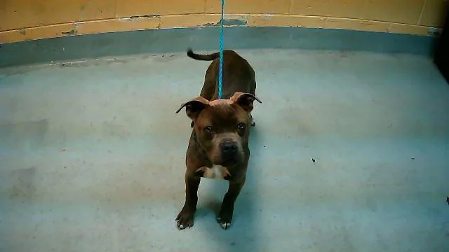A young medium-sized male Pit Bull Terrier dog named Big Boy for adoption in Tulsa, OK