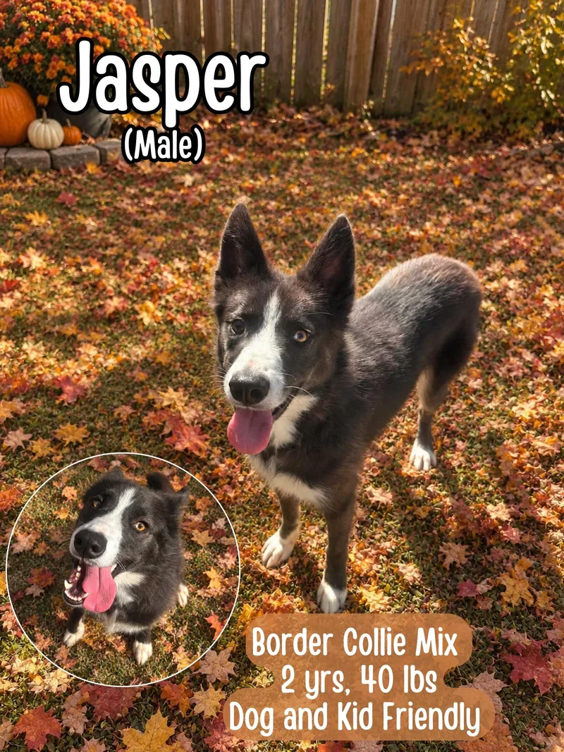 A young medium-sized male Border Collie dog named Jasper for adoption in Lancaster, KY