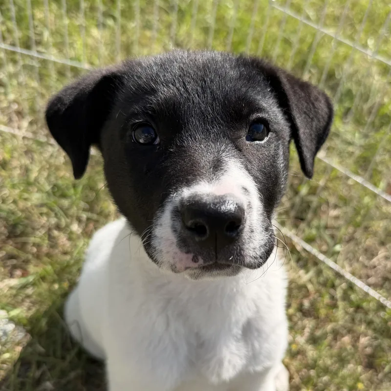 A baby medium-sized female Black Labrador Retriever dog named Pepper for adoption in Sanford, NC