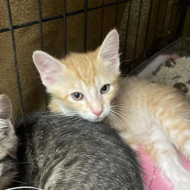 An adult large-sized male Orange / Red Domestic Short Hair cat named Archie for adoption in Spokane, WA