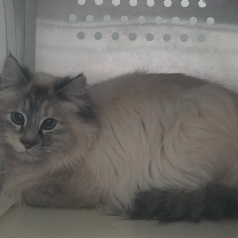 A young medium-sized female Cream / Ivory Ragdoll cat named Millicent for adoption in Taos, NM