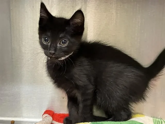 A baby small-sized male Domestic Short Hair cat named Maverick for adoption in Tustin, CA