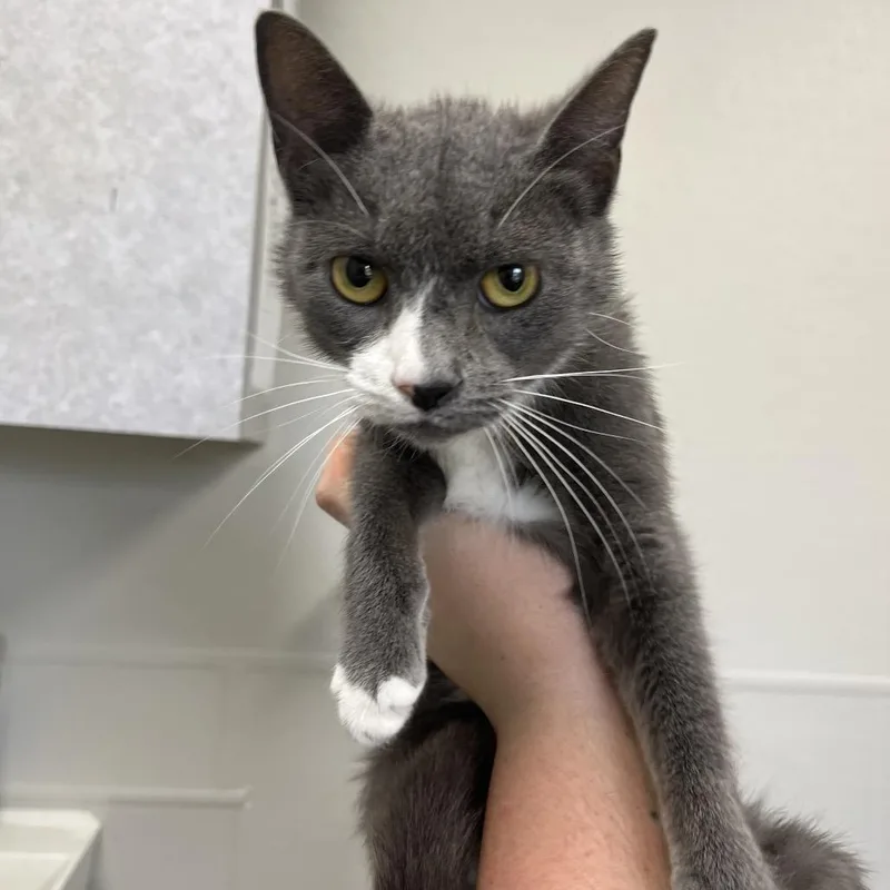 A young medium-sized female Gray / Blue / Silver Domestic Short Hair cat named Wildflower for adoption in Columbiana, AL