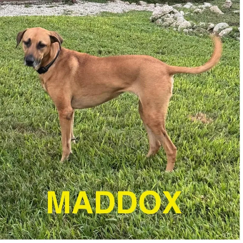 Maddox