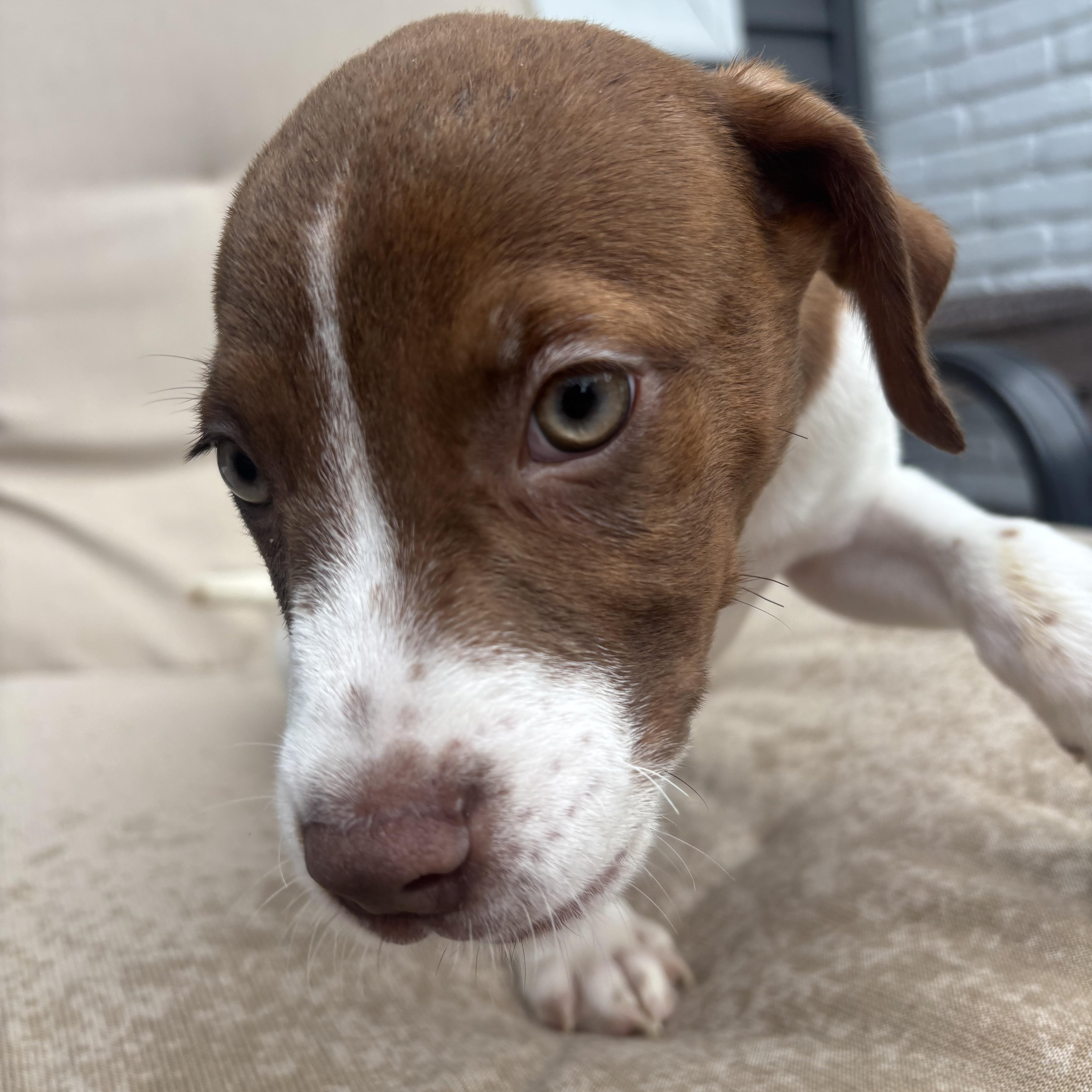 A baby medium-sized male Pointer dog named Alex for adoption in Copiague, NY