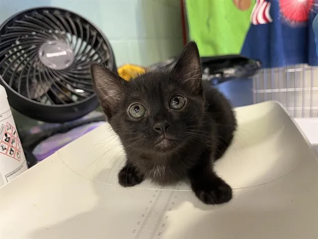 A baby small-sized female Domestic Short Hair cat named Stella for adoption in Grand Prairie, TX