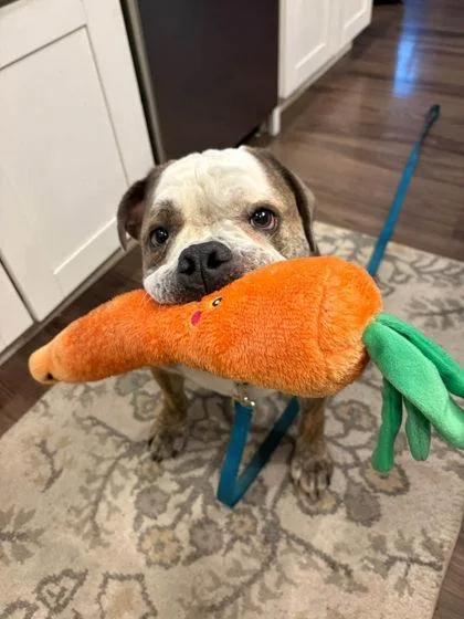 An adult large-sized male Brindle English Bulldog dog named Pax Churchill for adoption in Bonney Lake, WA