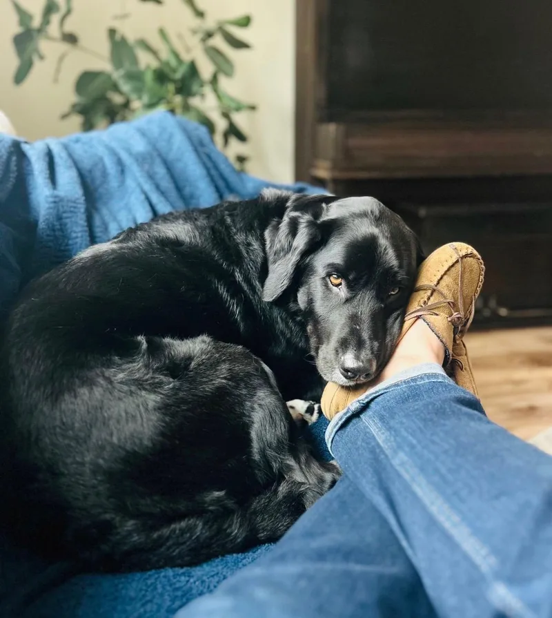 An adult large-sized male Black Labrador Retriever dog named Hodge for adoption in Rough And Ready, CA