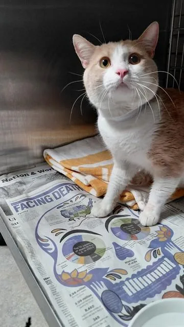 A young medium-sized male Domestic Short Hair cat named Casper for adoption in Baldwin Park, CA