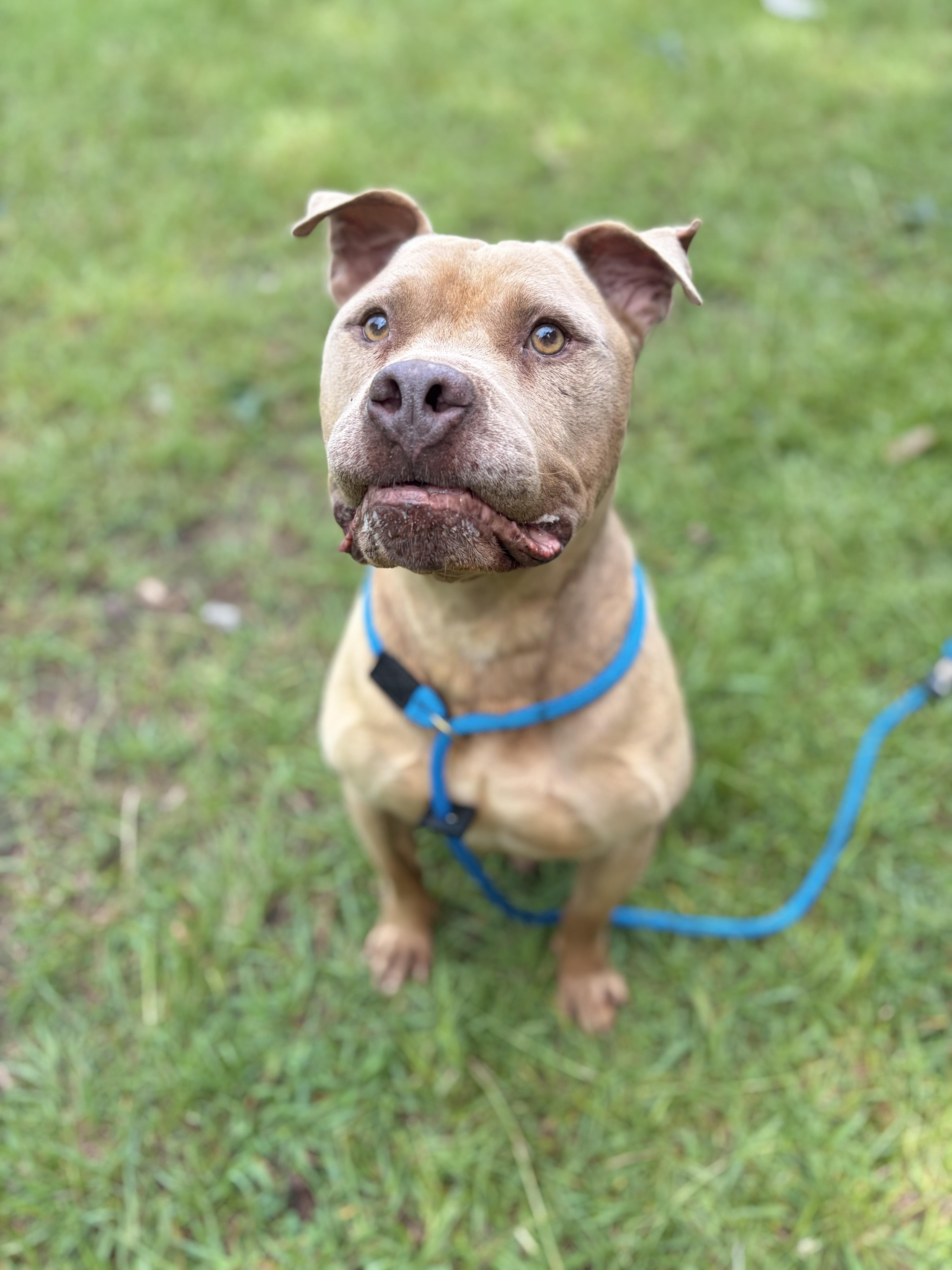 A senior large-sized male Yellow / Tan / Blond / Fawn American Bully dog named Bowser for adoption in Winnsboro, SC
