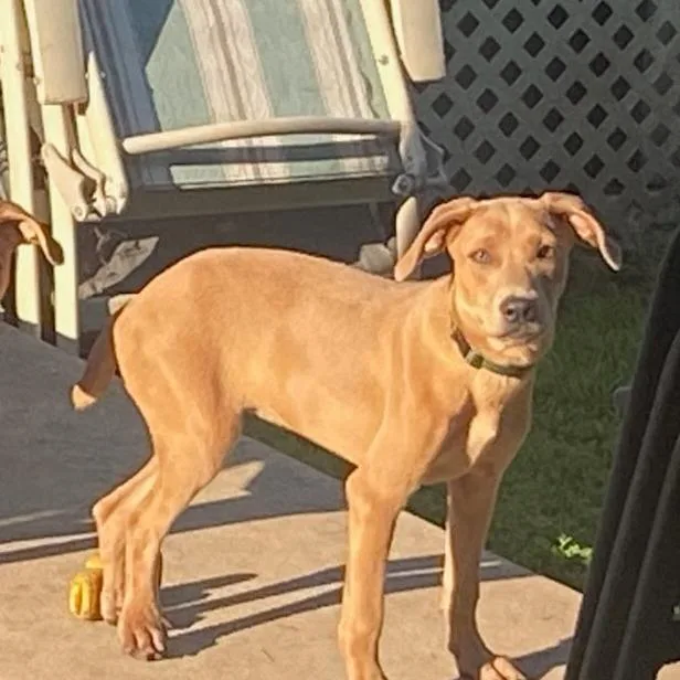 A young small-sized female Yellow / Tan / Blond / Fawn Hound dog named Porky for adoption in South Elgin, IL