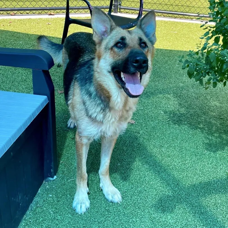 An adult large-sized female Brown / Chocolate German Shepherd Dog dog named Princess Peach for adoption in Greensboro, NC