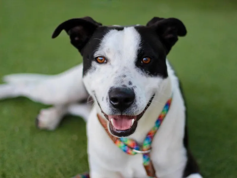 A young large-sized male Staffordshire Bull Terrier dog named Ringo for adoption in Los Angeles, CA