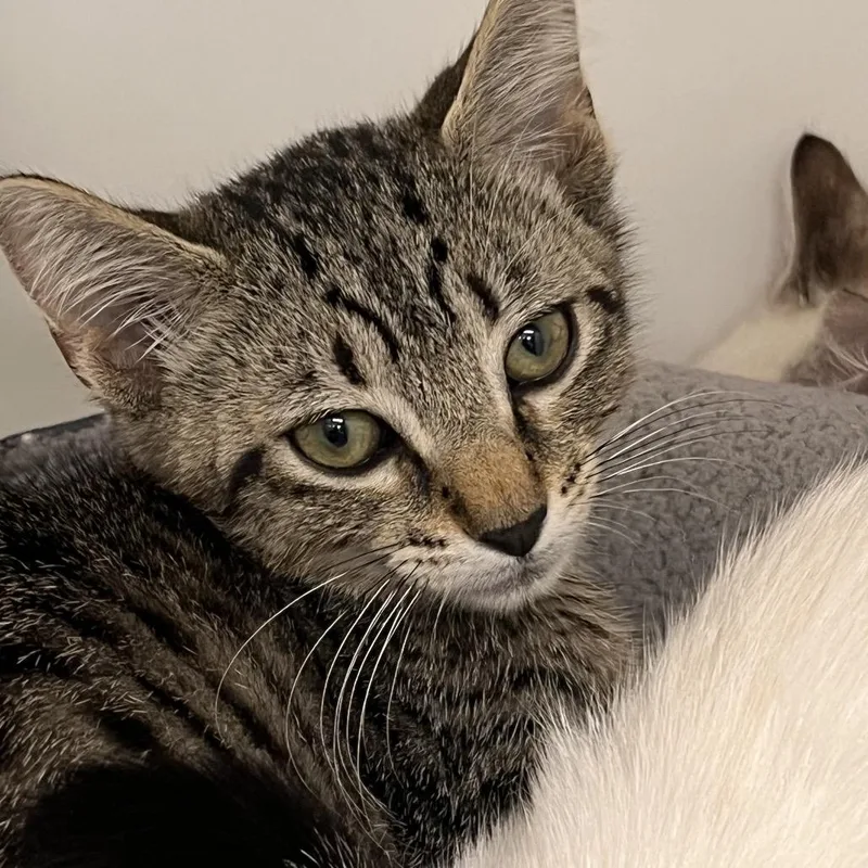 A baby small-sized male Black Domestic Short Hair cat named Pepe for adoption in West Palm Beach, FL