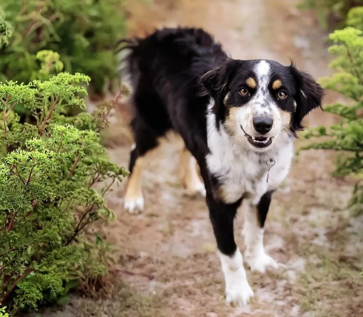 A young medium-sized female Australian Shepherd dog named Bonbon for adoption in Arlington, TX