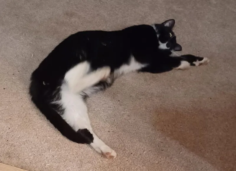 Duchess thumbnail 2