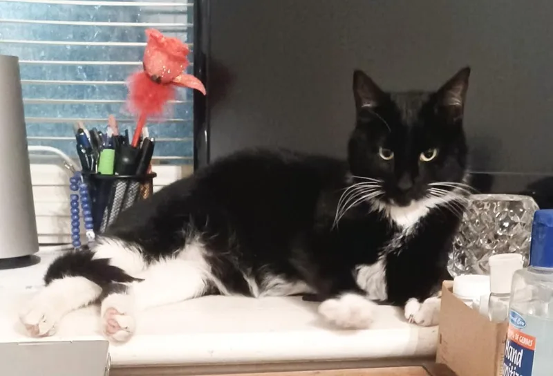 A young medium-sized female Black & White / Tuxedo Domestic Short Hair cat named Duchess for adoption in Mokena, IL