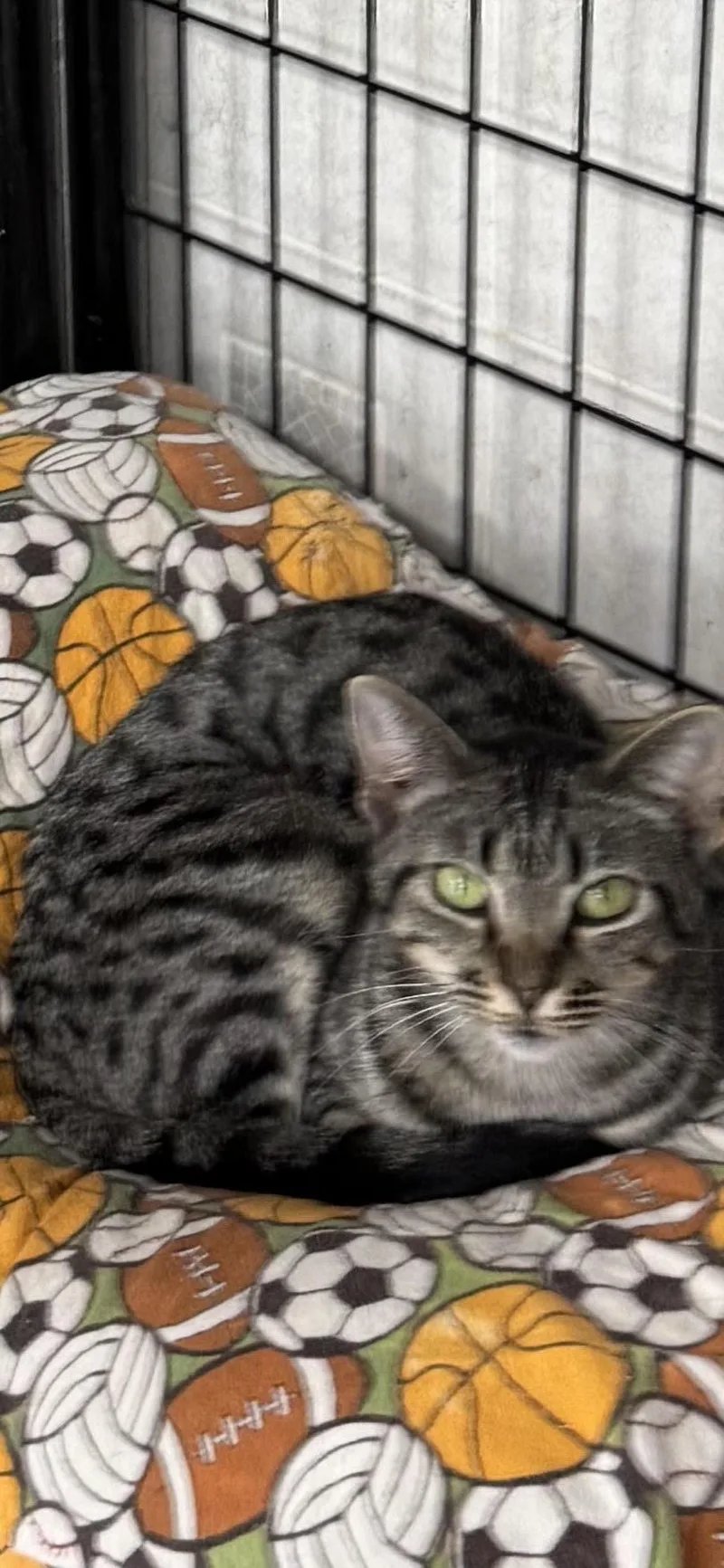 A young small-sized female Tabby (Tiger Striped) Domestic Short Hair cat named Cuddles for adoption in Hoopeston, IL