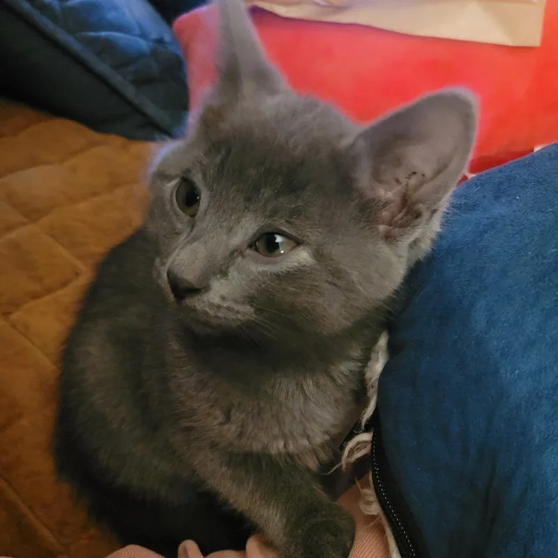 A baby small-sized male Gray / Blue / Silver Domestic Short Hair cat named Greyson for adoption in Edwardsville, IL