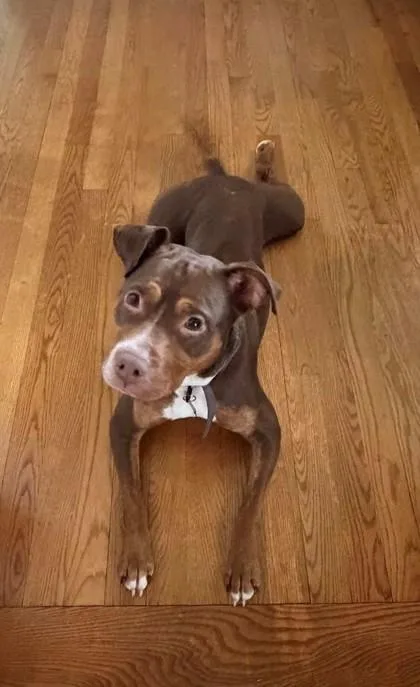 An adult large-sized female Brown / Chocolate American Staffordshire Terrier dog named Misa for adoption in Inverness, FL