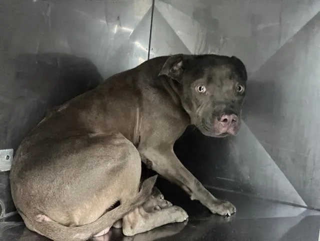 A young large-sized male Mixed Breed dog named Bean for adoption in Dallas, TX