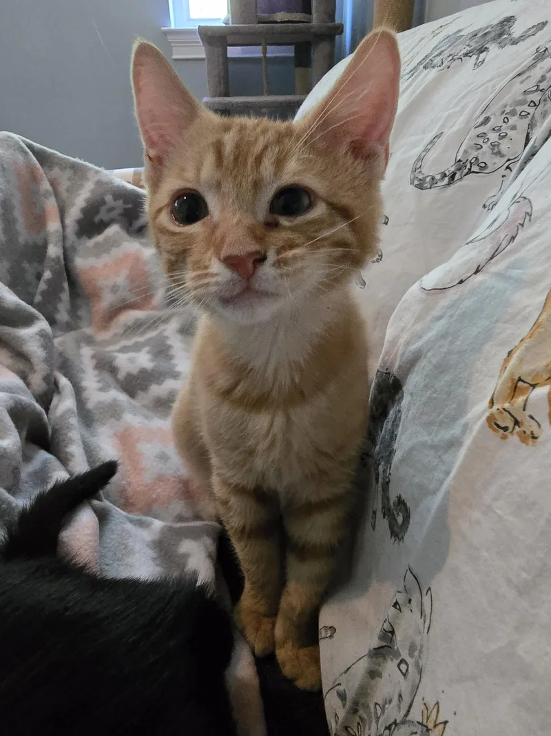 A baby medium-sized male Orange & White Domestic Short Hair cat named Slice for adoption in Lighthouse Point, FL