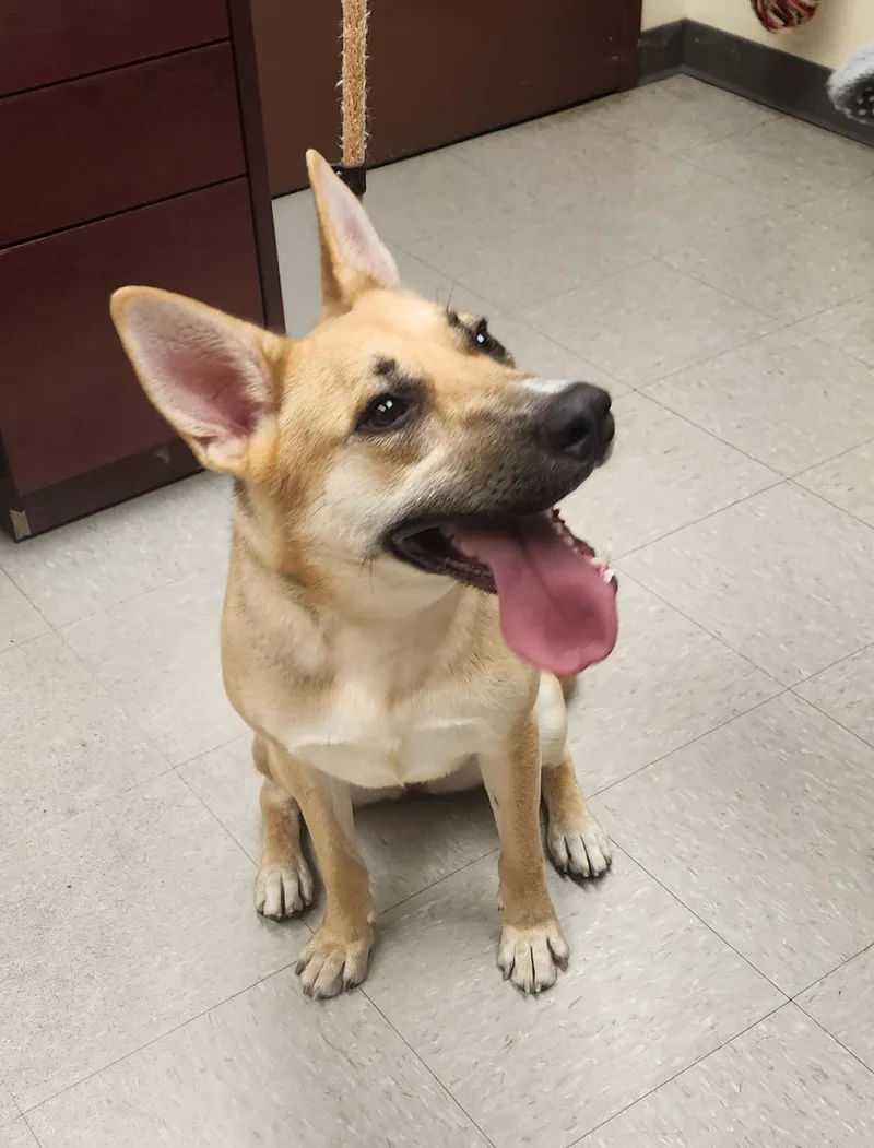 A young medium-sized female Yellow / Tan / Blond / Fawn German Shepherd Dog dog named Gaga for adoption in Clayton, NJ