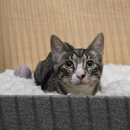 A young medium-sized female Tabby (Brown / Chocolate) Domestic Short Hair cat named Hawk for adoption in Warr Acres, OK