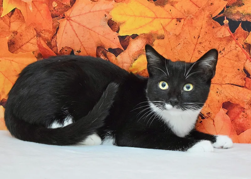 A baby medium-sized male Domestic Short Hair cat named Elmo for adoption in Dublin, CA