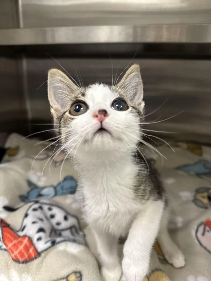 A young small-sized female Domestic Short Hair cat named Freckle for adoption in Hilton Head Island, SC