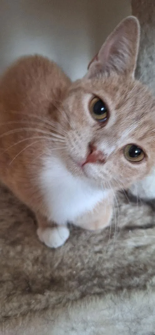 Sammy thumbnail 3