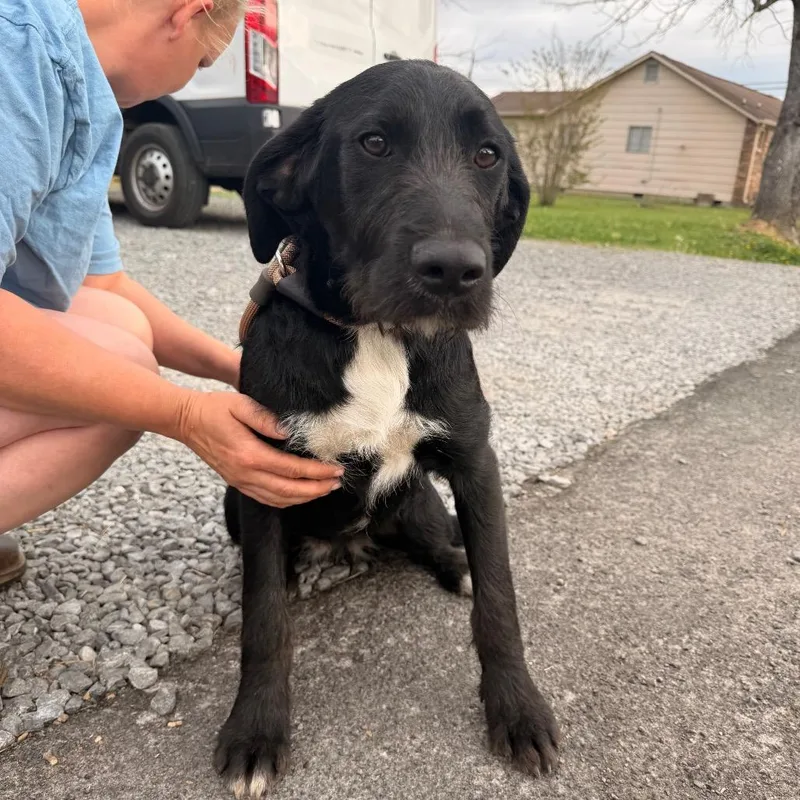 A young medium-sized female Black Hound dog named Mulan for adoption in Trenton, GA