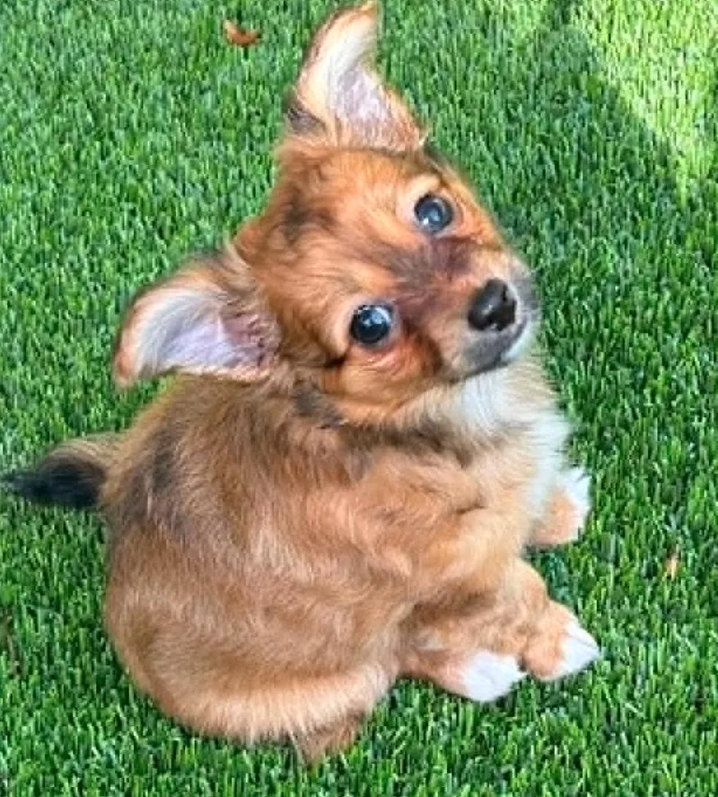 A baby small-sized female Terrier dog named Cami for adoption in Osteen, FL