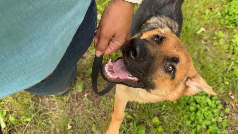 A baby large-sized female Black German Shepherd Dog dog named Amber for adoption in New Rochelle, NY