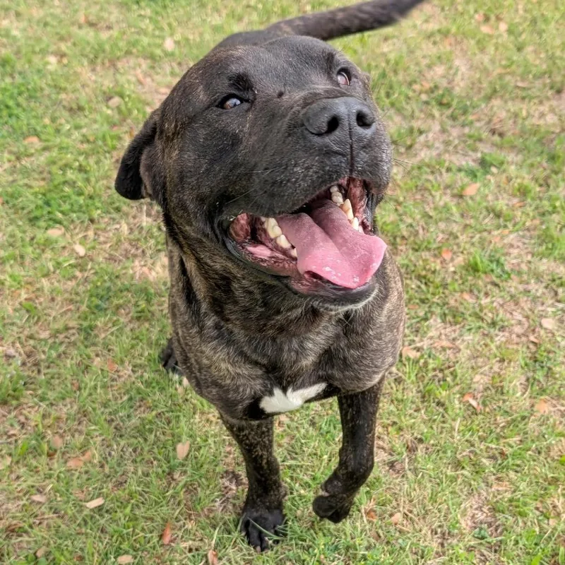 An adult large-sized male Mastiff dog named Magic for adoption in Austin, TX