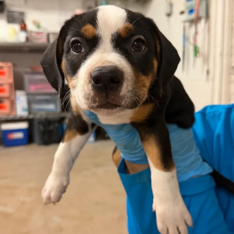 A baby small-sized female Black Mountain Dog dog named Bernina for adoption in Edinburg, TX