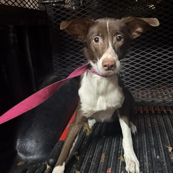A young medium-sized female Brown / Chocolate Mixed Breed dog named Katelyn Bark for adoption in Gadsden, AL