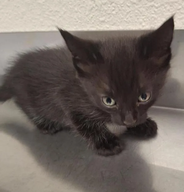 A baby medium-sized female Domestic Short Hair cat named Edith for adoption in Vancouver, WA