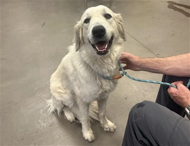 A young large-sized female Great Pyrenees dog named Grace for adoption in Phoenix, AZ