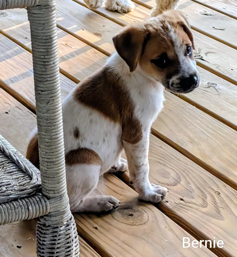 A baby small-sized male Beagle dog named Bernie for adoption in Chatham, NJ