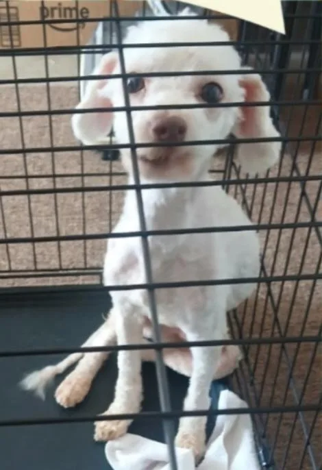 An adult small-sized male Poodle dog named Harry for adoption in Thompson Falls, MT