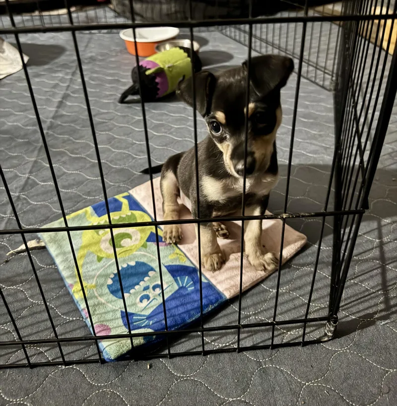 A baby small-sized male Rat Terrier dog named Mikey for adoption in Baker, LA