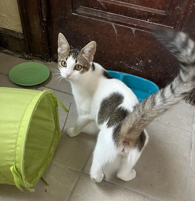 A baby small-sized female Domestic Short Hair cat named Scrabbles for adoption in Ferndale, MI
