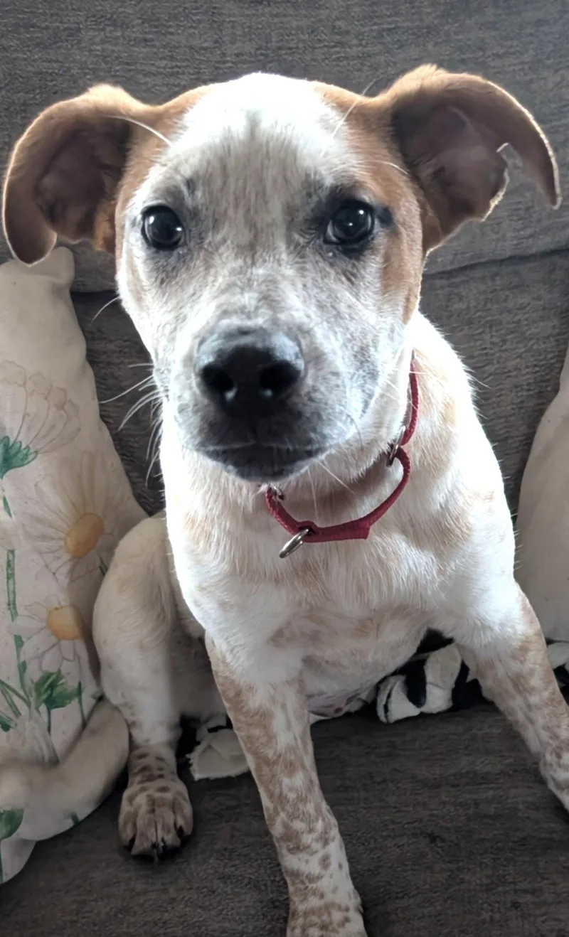 Biscuit