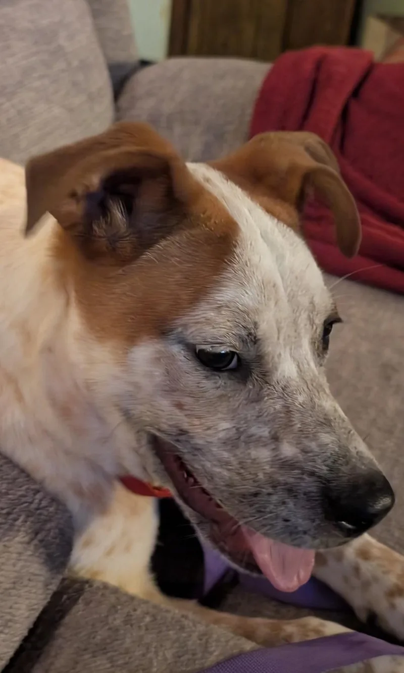 Biscuit thumbnail 3