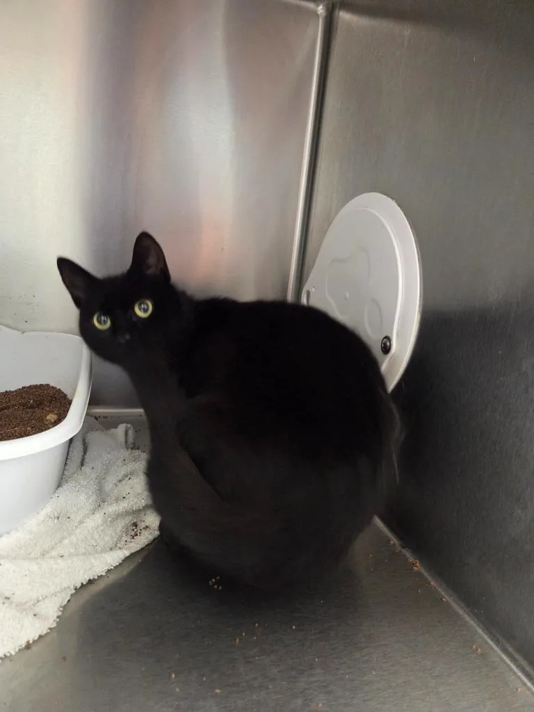 A young medium-sized female Domestic Short Hair cat named Poppy for adoption in Athens, TN