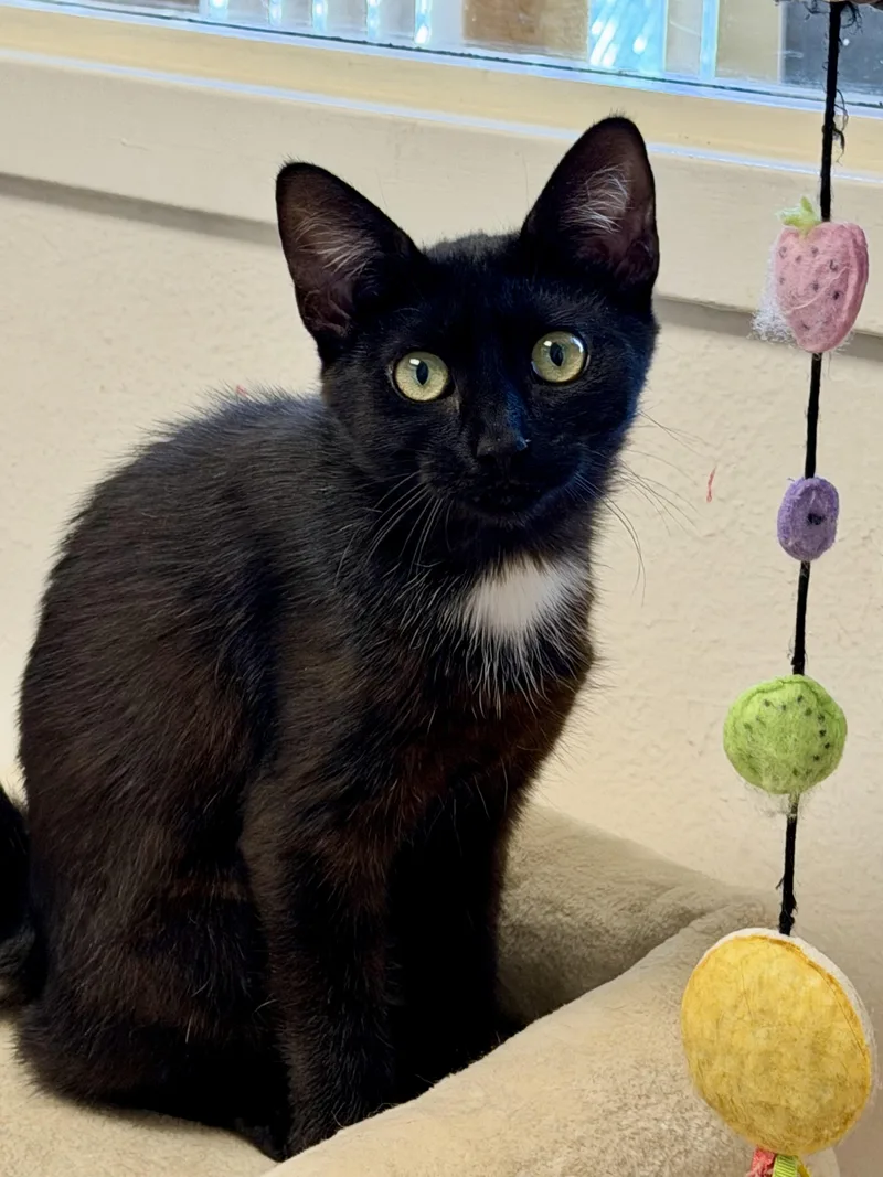 A baby small-sized female Black & White / Tuxedo Domestic Short Hair cat named Ada for adoption in Norwalk, CT