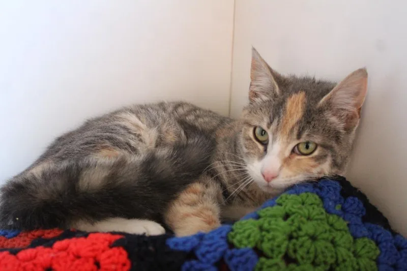 Rosy Maple Moth thumbnail 2